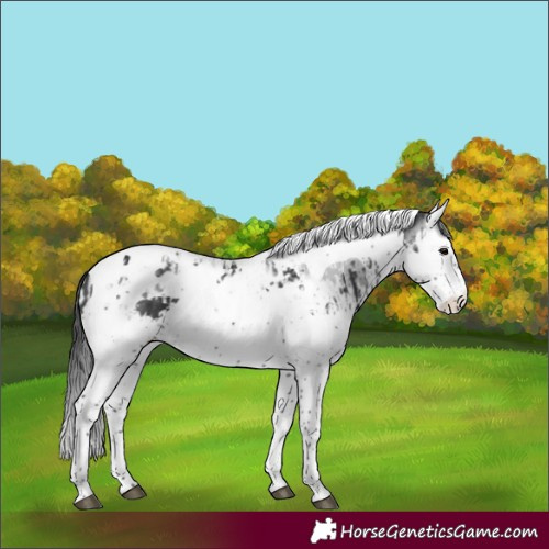 Horse Color:Black Splash Tobiano  and Gray Black Splash Tobiano 