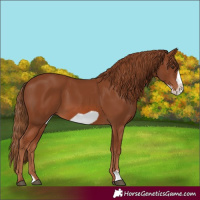 Horse Color:Chestnut Frame 