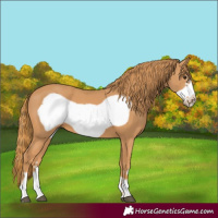 Horse Color:Chestnut Frame 