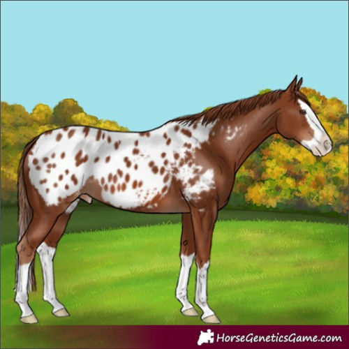 Horse Color:Chestnut Splash Appaloosa 