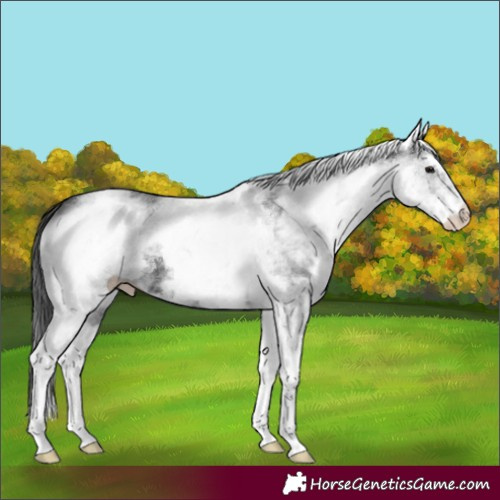Horse Color:White Spotted Black 