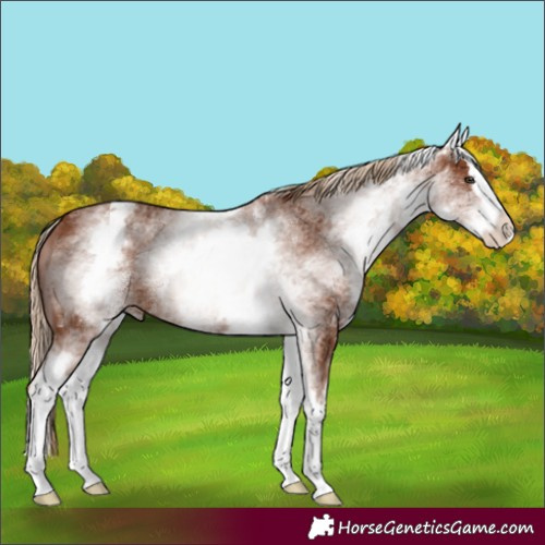 Horse Color:White Spotted Chestnut Splash 