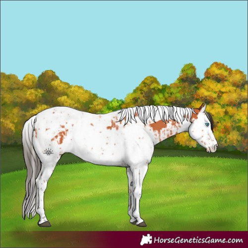 Horse Color:Bay Splash Tobiano and Bay Splash Tobiano Appaloosa