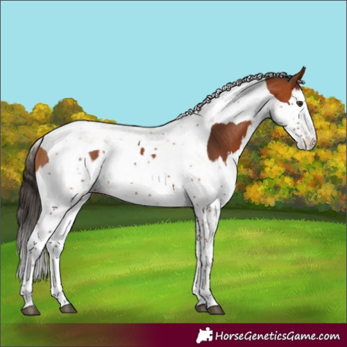 Horse Color:Chestnut Splash Tobiano  and Bay Splash Tobiano 