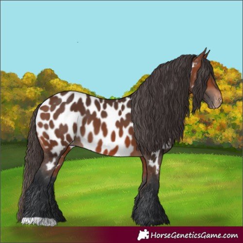 Horse Color:Bay Appaloosa 