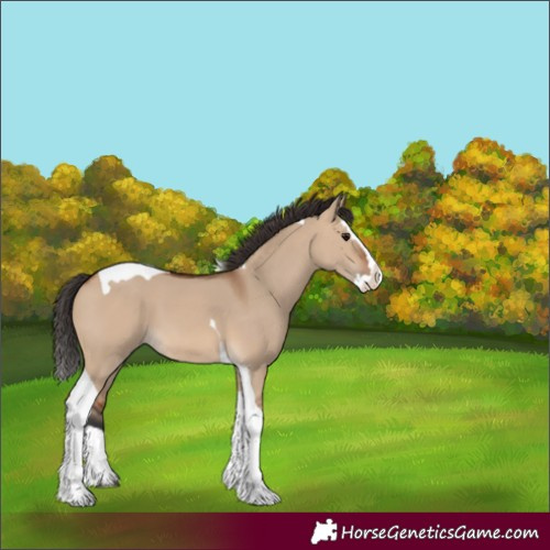 Horse Color:Bay Dun Splash Tobiano 