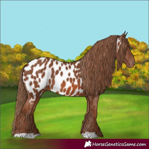 Horse Color:Chestnut Near Leopard 