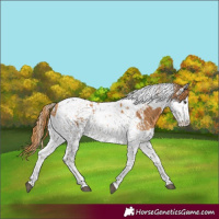 Horse Color:Chestnut Splash Tobiano and Chestnut Splash Tobiano