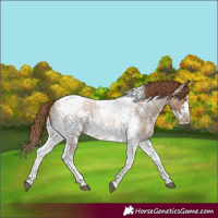 Horse Color:Liver Red Roan Pearl Tobiano Frame 