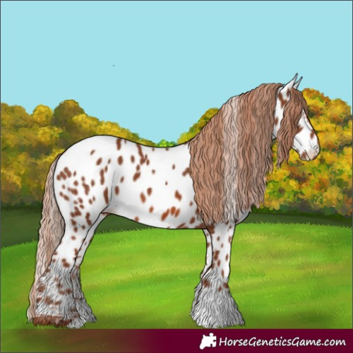 Horse Color:Chestnut Near Leopard 