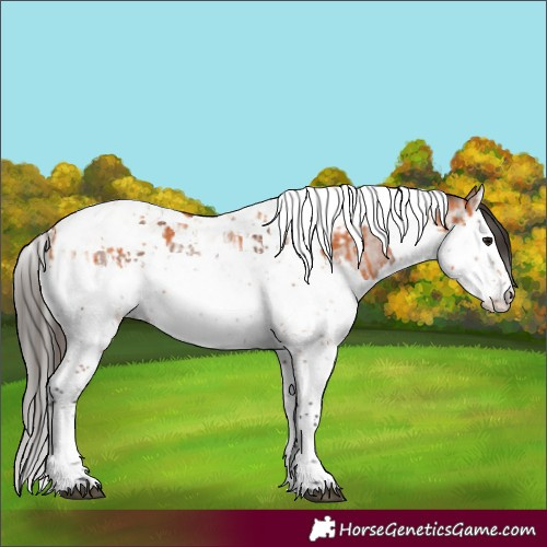 Horse Color:Bay Splash Tobiano  and Gray Bay Splash Tobiano 