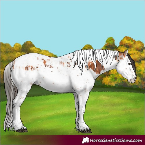 Horse Color:Bay Splash Tobiano  and Gray Bay Splash Tobiano 