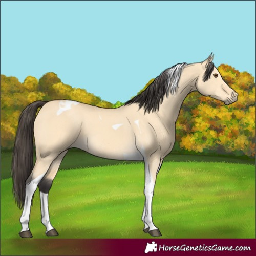 Horse Color:Buckskin Dun Tobiano 
