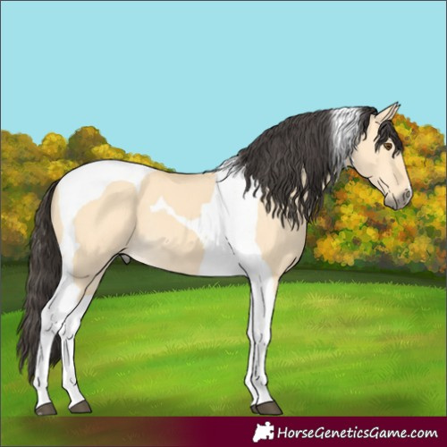 Horse Color:Buckskin Dun Tobiano 