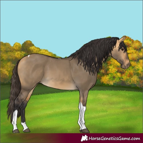 Horse Color:Buckskin Dun Tobiano 