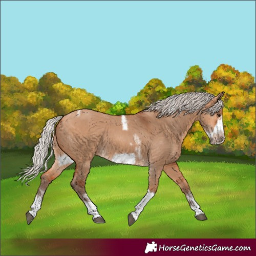 Horse Color:Silver Bay Dun Sabino Tobiano Frame Rabicano