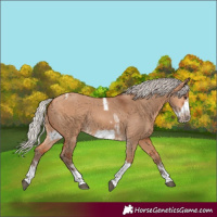 Horse Color:Silver Bay Dun Sabino Tobiano Frame Rabicano 