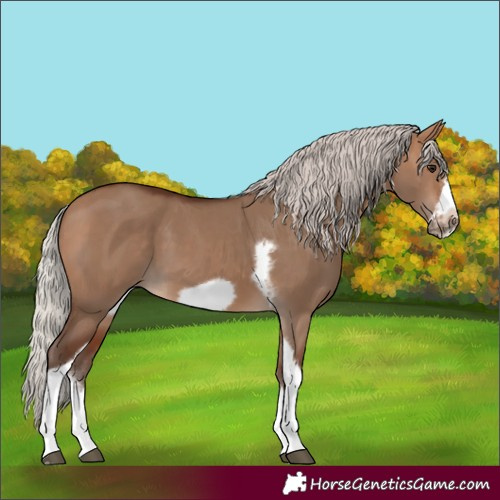 Horse Color:Silver Bay Dun Sabino Tobiano Frame Rabicano 