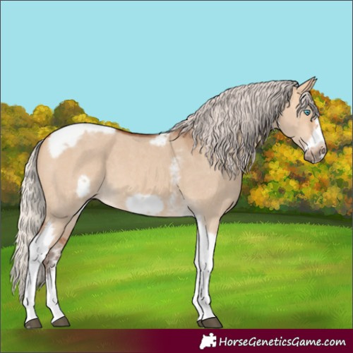 Horse Color:Silver Bay Dun Sabino Tobiano Frame Rabicano 