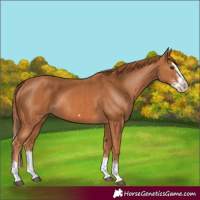 Horse Color:Chestnut Splash Frame  and Chestnut Splash Frame 