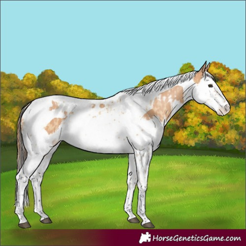Horse Color:Red Dun Splash Tobiano and Bay Dun Splash Tobiano