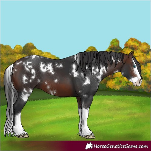 Horse Color:White Spotted Brown Splash 
