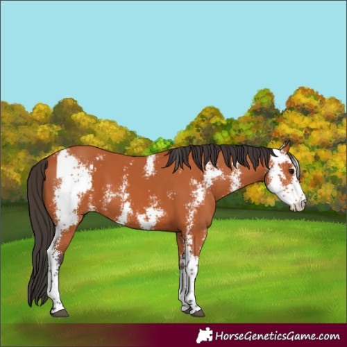 Horse Color:Bay Sabino 