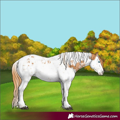Horse Color:Chestnut Splash Tobiano and Chestnut Splash Tobiano Appaloosa