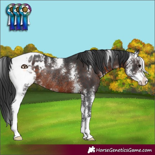 Horse Color:Brown Sabino Appaloosa Rabicano