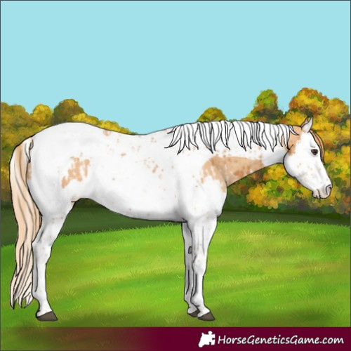 Horse Color:Chestnut Splash Tobiano  and Gold Champagne Splash Tobiano 