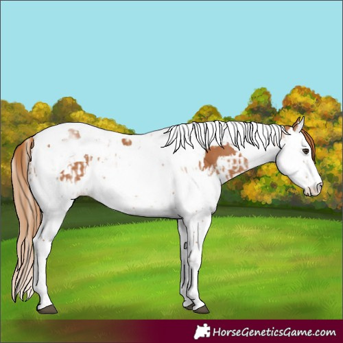 Horse Color:Chestnut Splash Tobiano and Chestnut Splash Tobiano