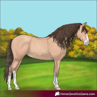 Horse Color:Amber Champagne Splash