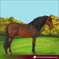 Horse Color:Bay 