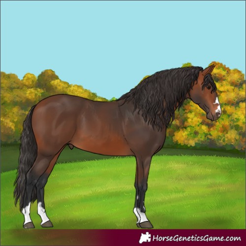 Horse Color:Bay 