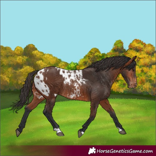 Horse Color:Bay Rabicano and Bay Blanket Rabicano