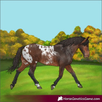 Horse Color:Bay Rabicano  and Bay Appaloosa Rabicano 