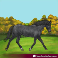 Horse Color:Black Appaloosa Rabicano