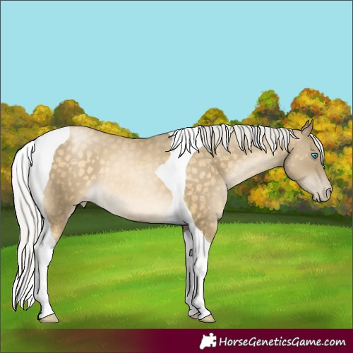 Horse Color:Silver Buckskin Pearl Tobiano