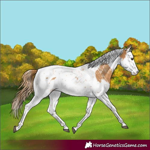 Horse Color:Chestnut Splash Tobiano and Chestnut Splash Tobiano