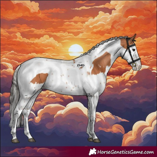Horse Color:Bay Splash Tobiano and Bay Splash Tobiano