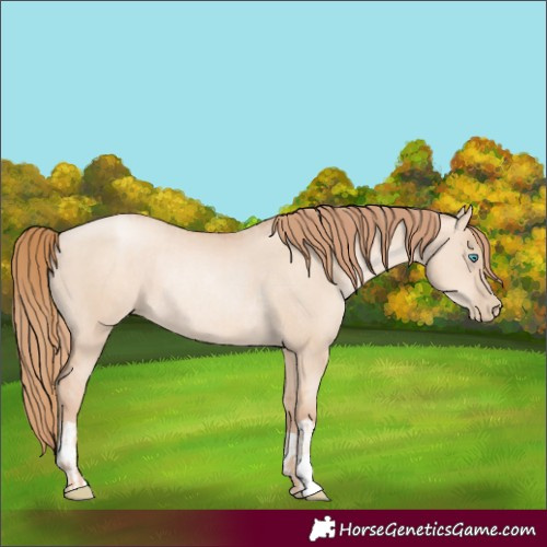 Horse Color:Gold Champagne Pearl Dun Rabicano and Gold Champagne Pearl Dun Rabicano