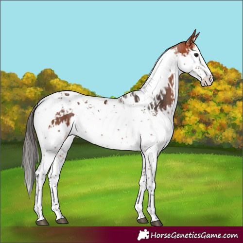 Horse Color:Bay Splash Tobiano and Bay Splash Tobiano