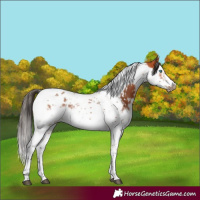 Horse Color:Bay Splash Tobiano Frame and Bay Splash Tobiano Frame