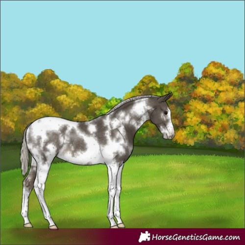 Horse Color:White Spotted Silver Smoky Black Tobiano Frame Rabicano