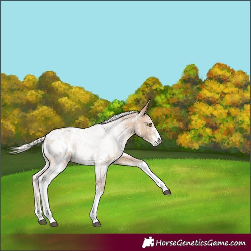 Horse Color:White Spotted Silver Brown Pearl Dun Appaloosa