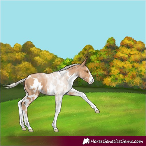 Horse Color:White Spotted Silver Black Pearl Appaloosa
