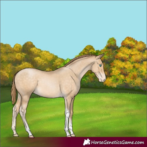 Horse Color:Buckskin Pearl Tobiano Appaloosa 