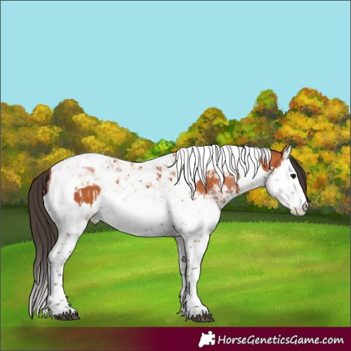Horse Color:Bay Splash Tobiano  and Bay Splash Tobiano 