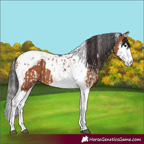 Horse Color:Bay Splash Tobiano  and Bay Splash Tobiano 