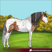 Horse Color:Bay Splash Tobiano and Bay Splash Tobiano